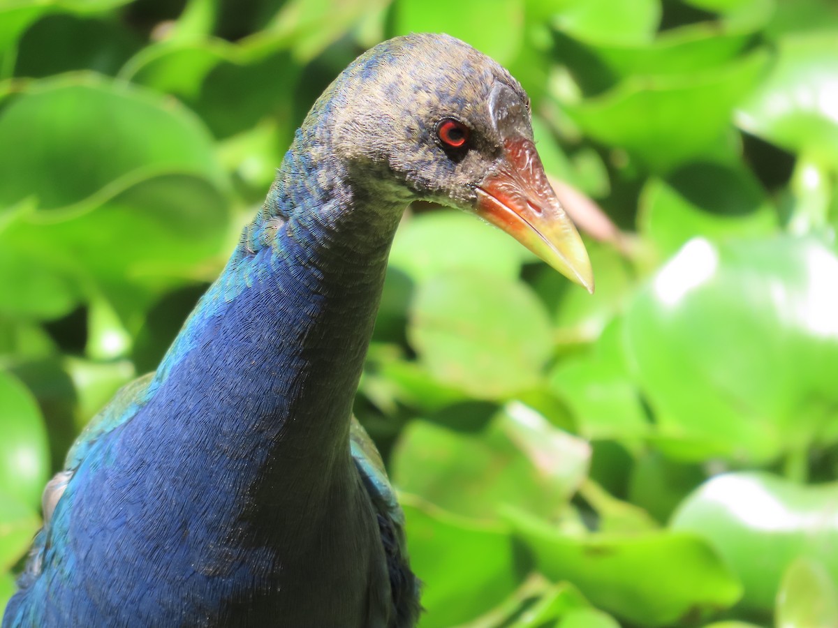 Purple Gallinule - ML646951576