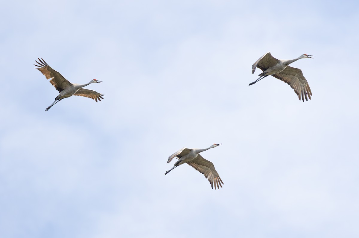 Sandhill Crane - ML646951577