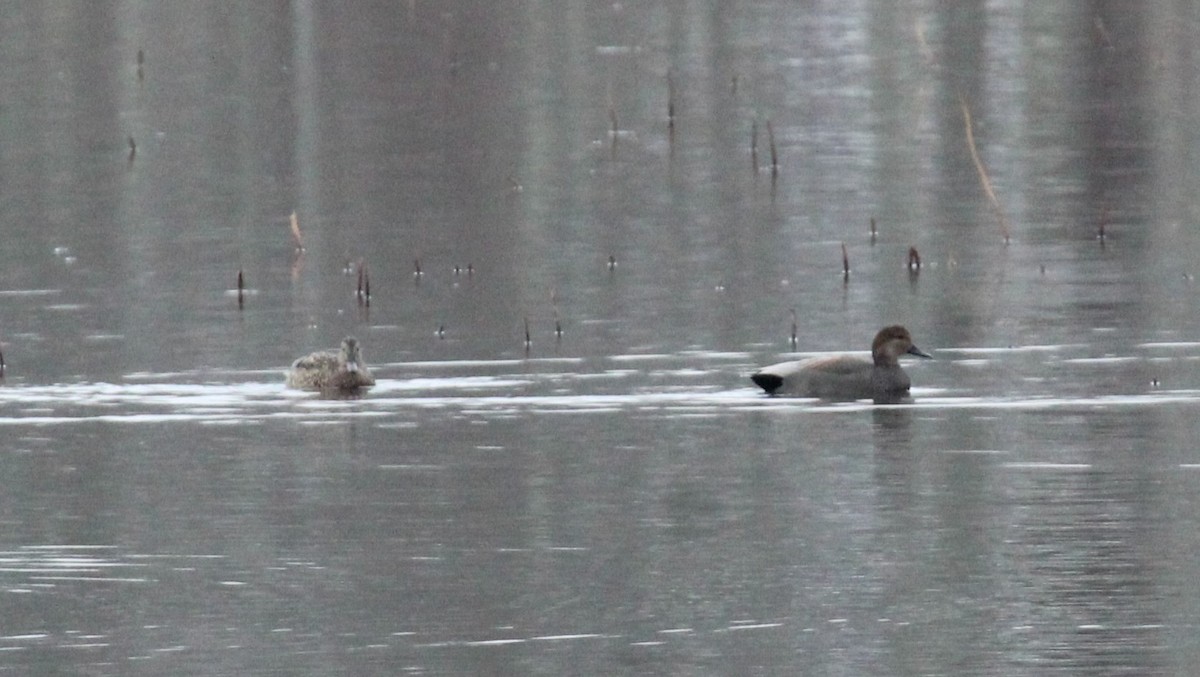 Gadwall - ML646951578