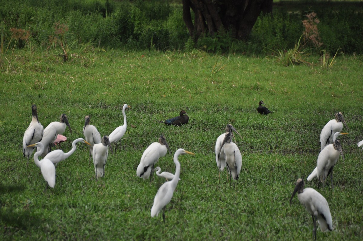 Great Egret - ML646951579