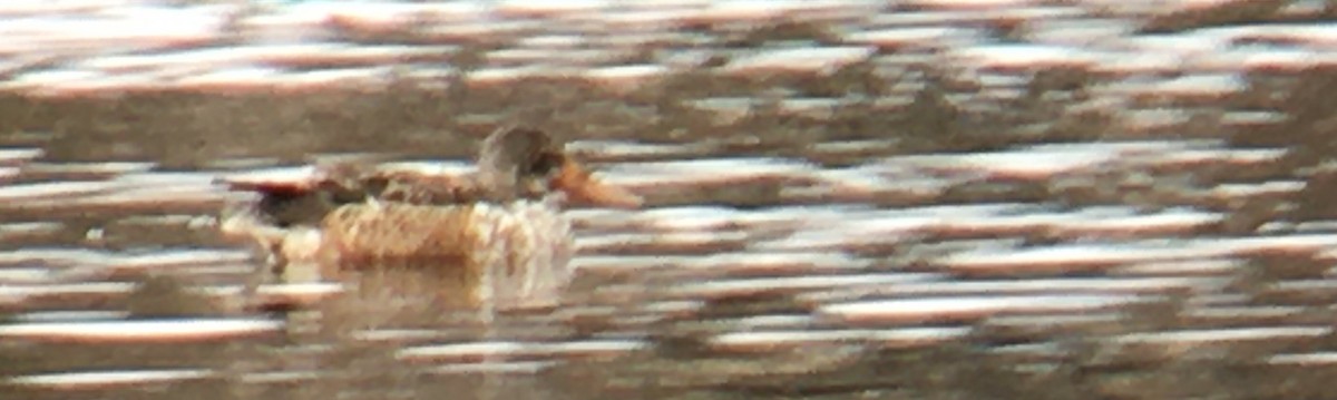 skjeand - ML646951580