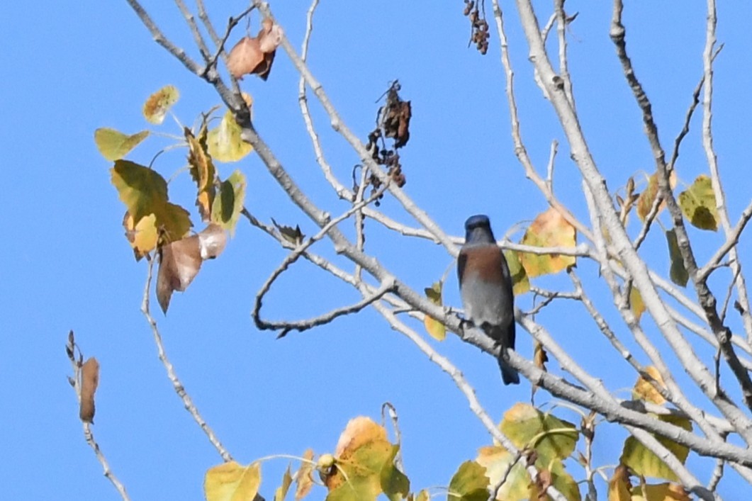 Western Bluebird - ML646951581