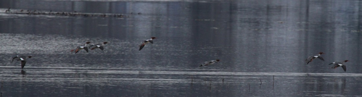 Common Merganser - ML646951583