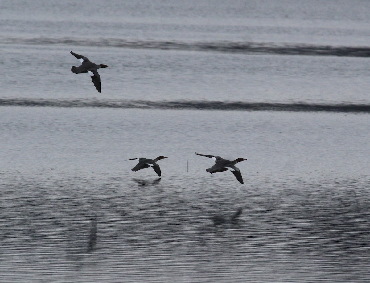 Common Merganser - ML646951584