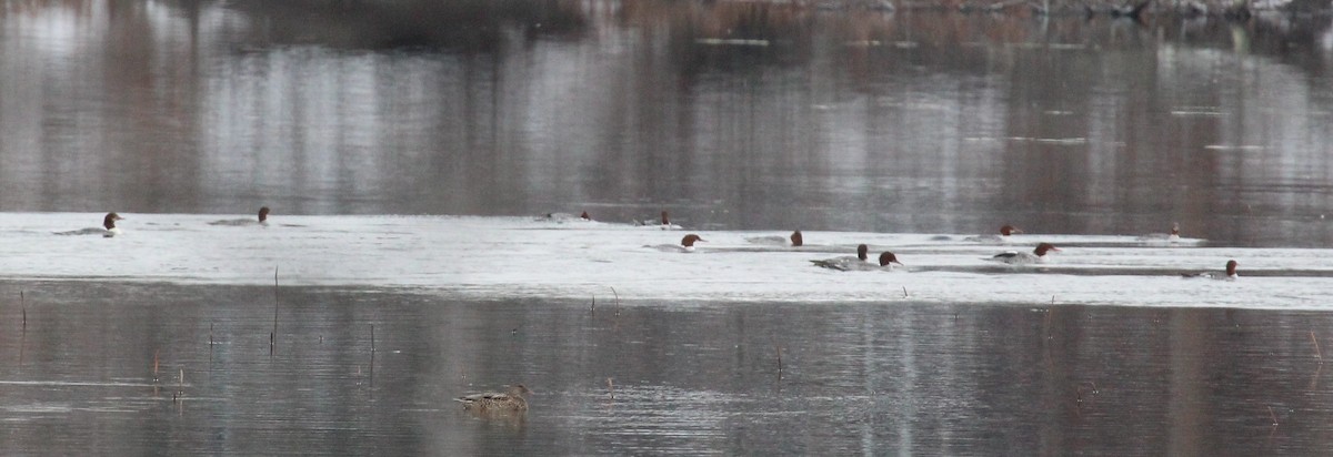 Common Merganser - ML646951585