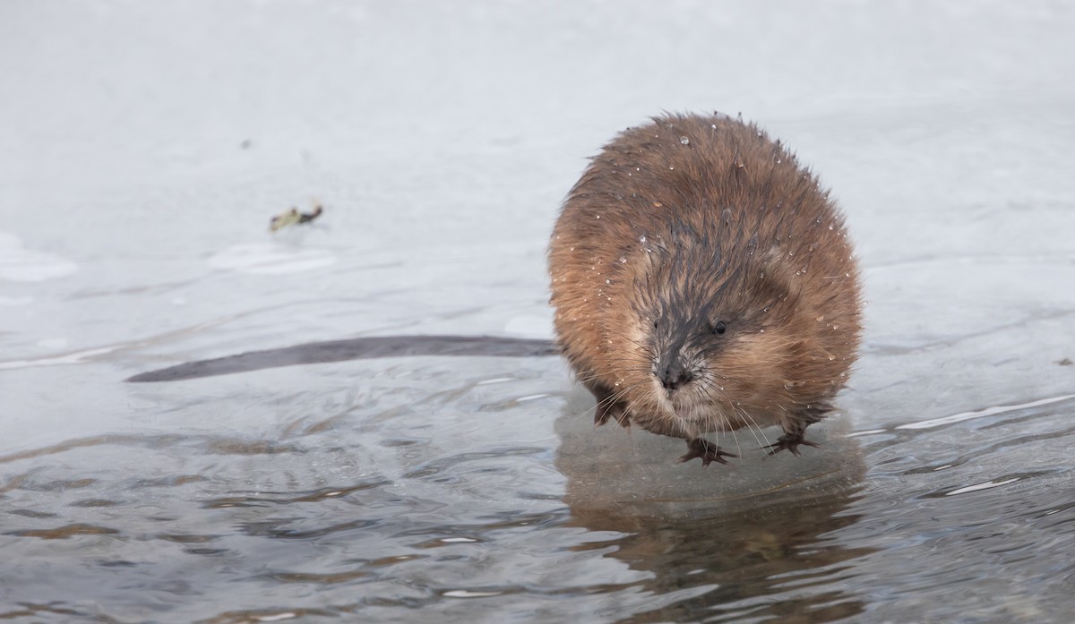 Muskrat - ML646951588