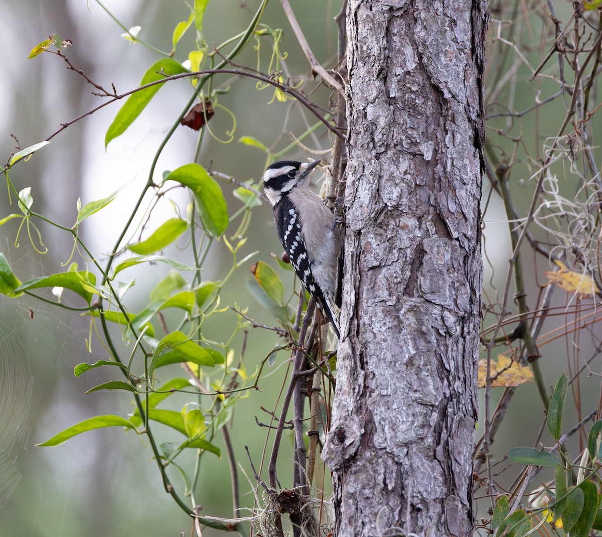 Downy Woodpecker - ML646951590