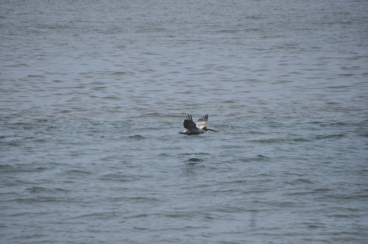 Brown Pelican - ML646951591