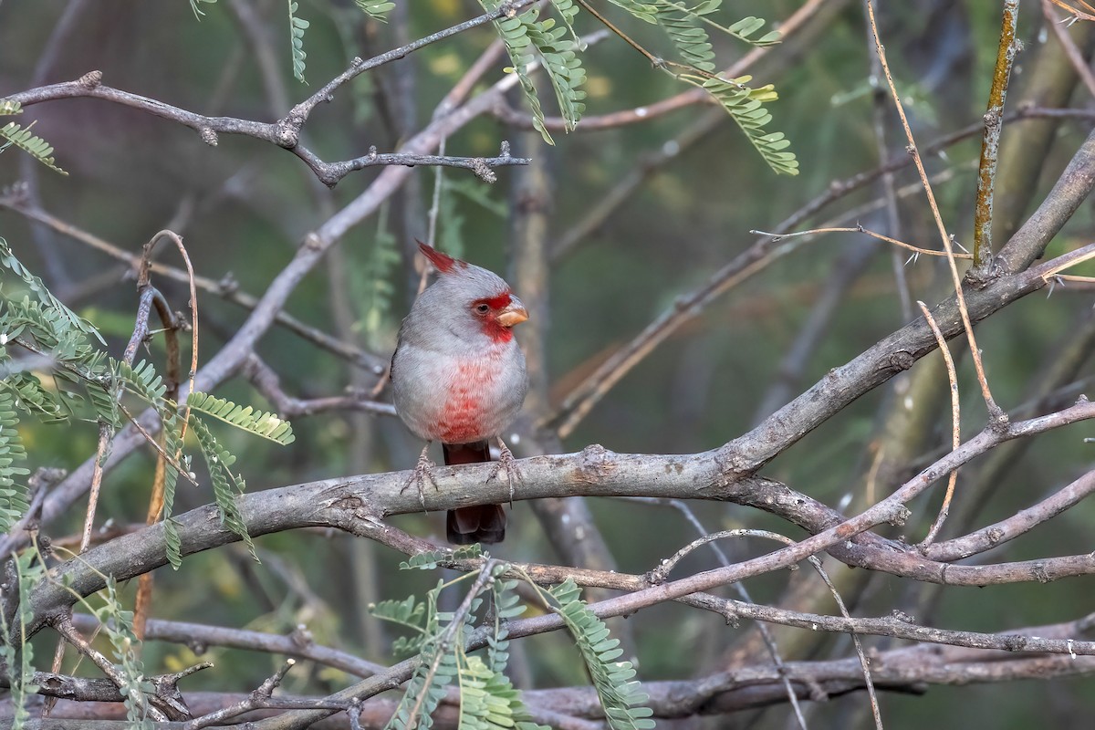 Pyrrhuloxia - ML646951593