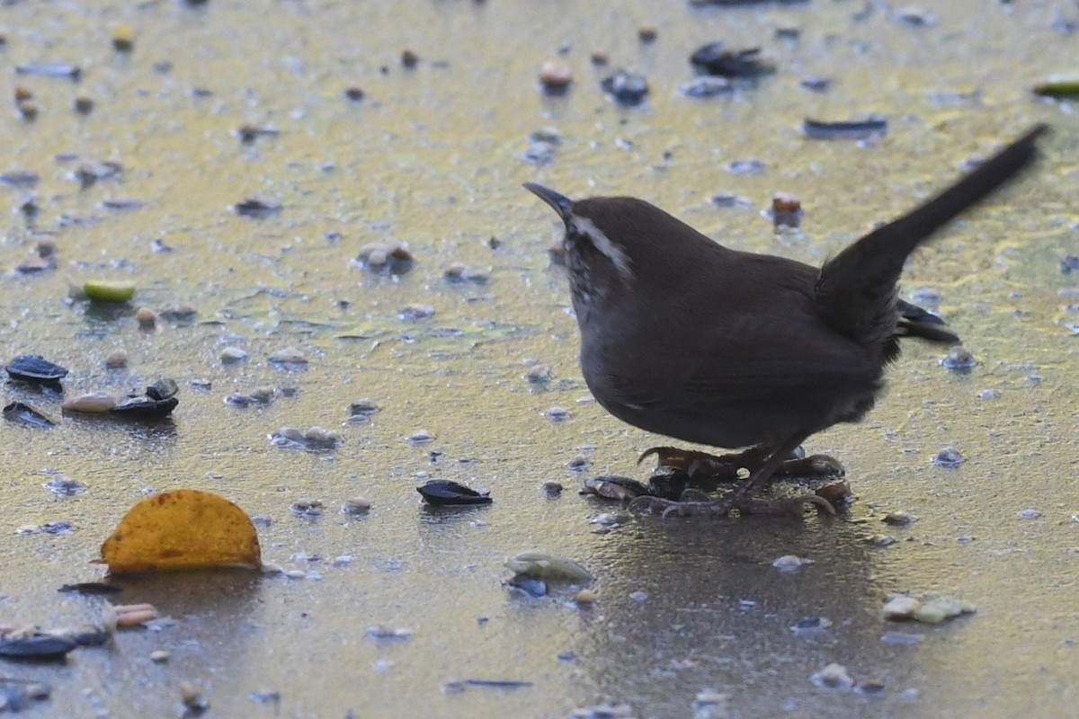 Troglodyte de Bewick - ML646951594