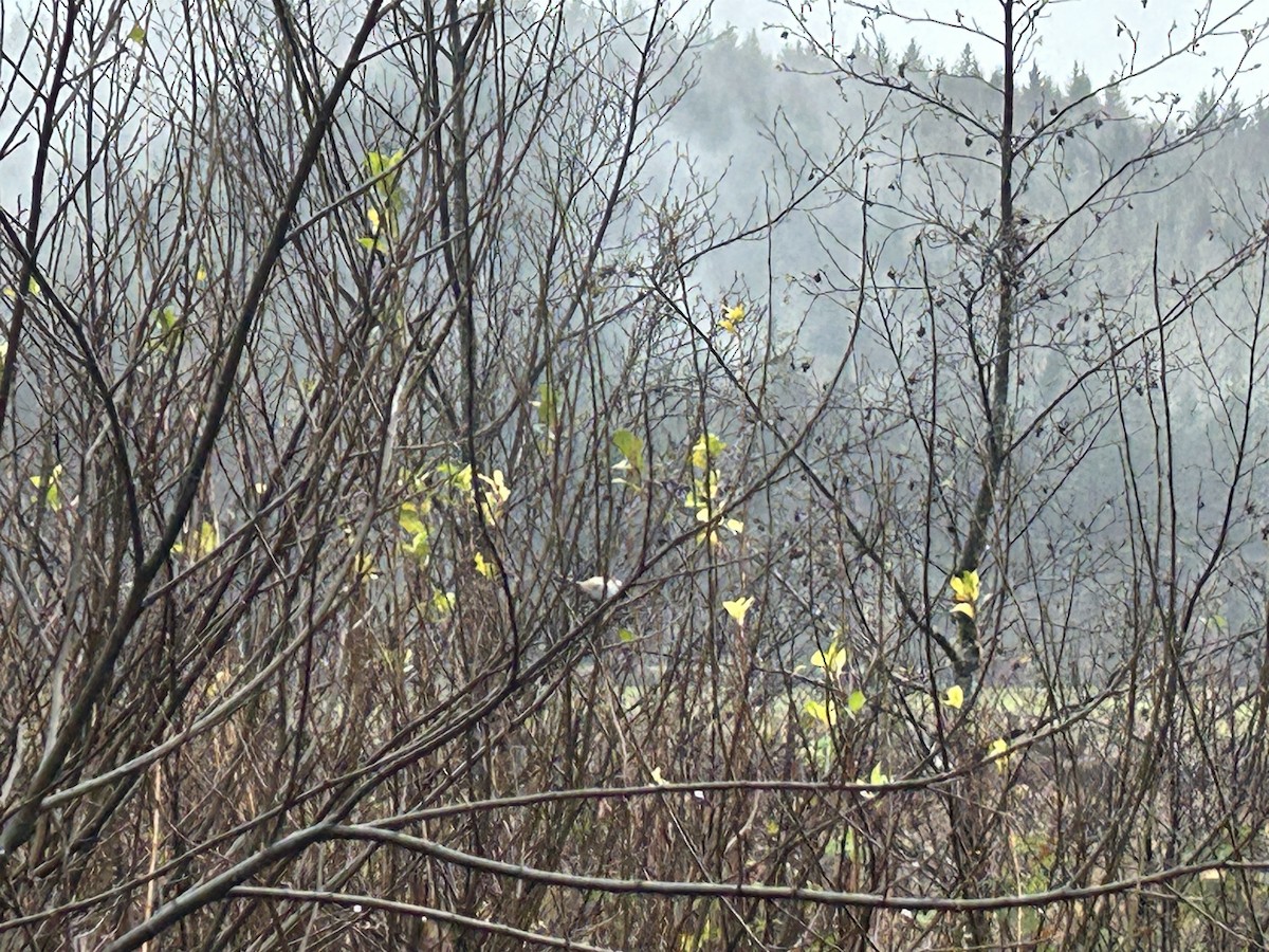 sýkora černohlavá - ML646951595