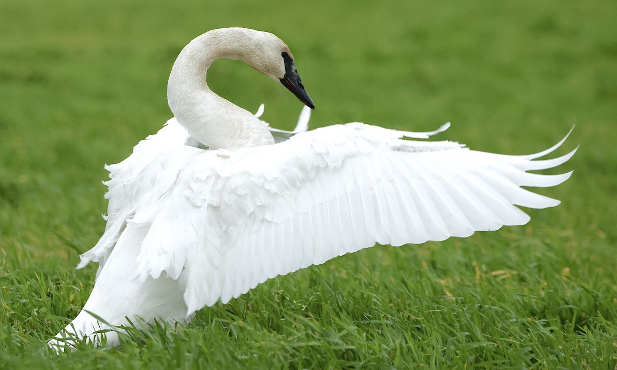 Trumpeter Swan - ML646951597