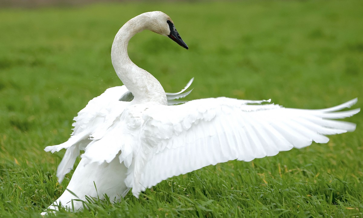 Trumpeter Swan - ML646951598