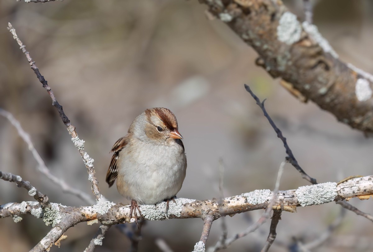 ミヤマシトド - ML646951605