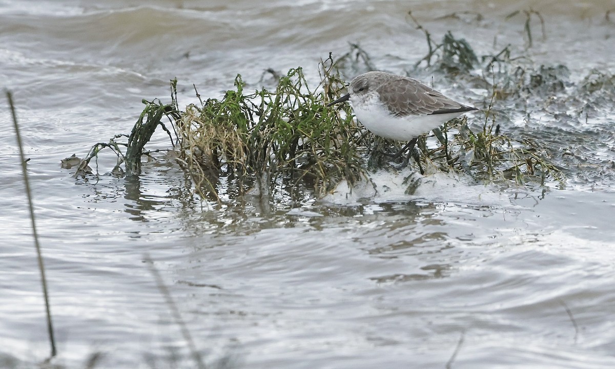 Western Sandpiper - ML646951607