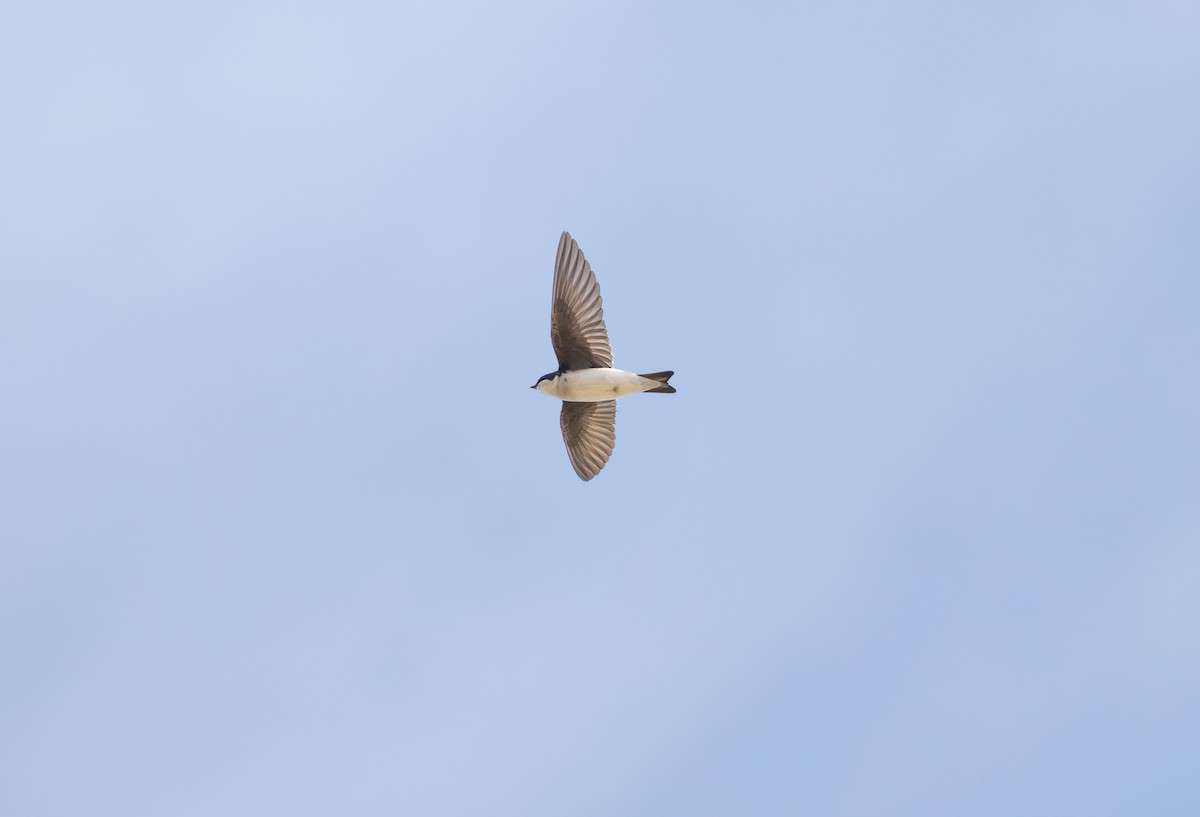 Tree Swallow - ML646951608