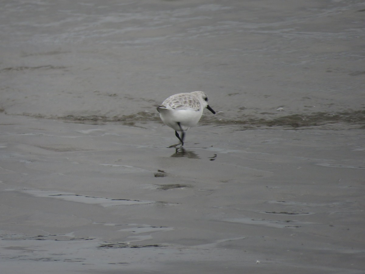 Песчанка - ML646951609