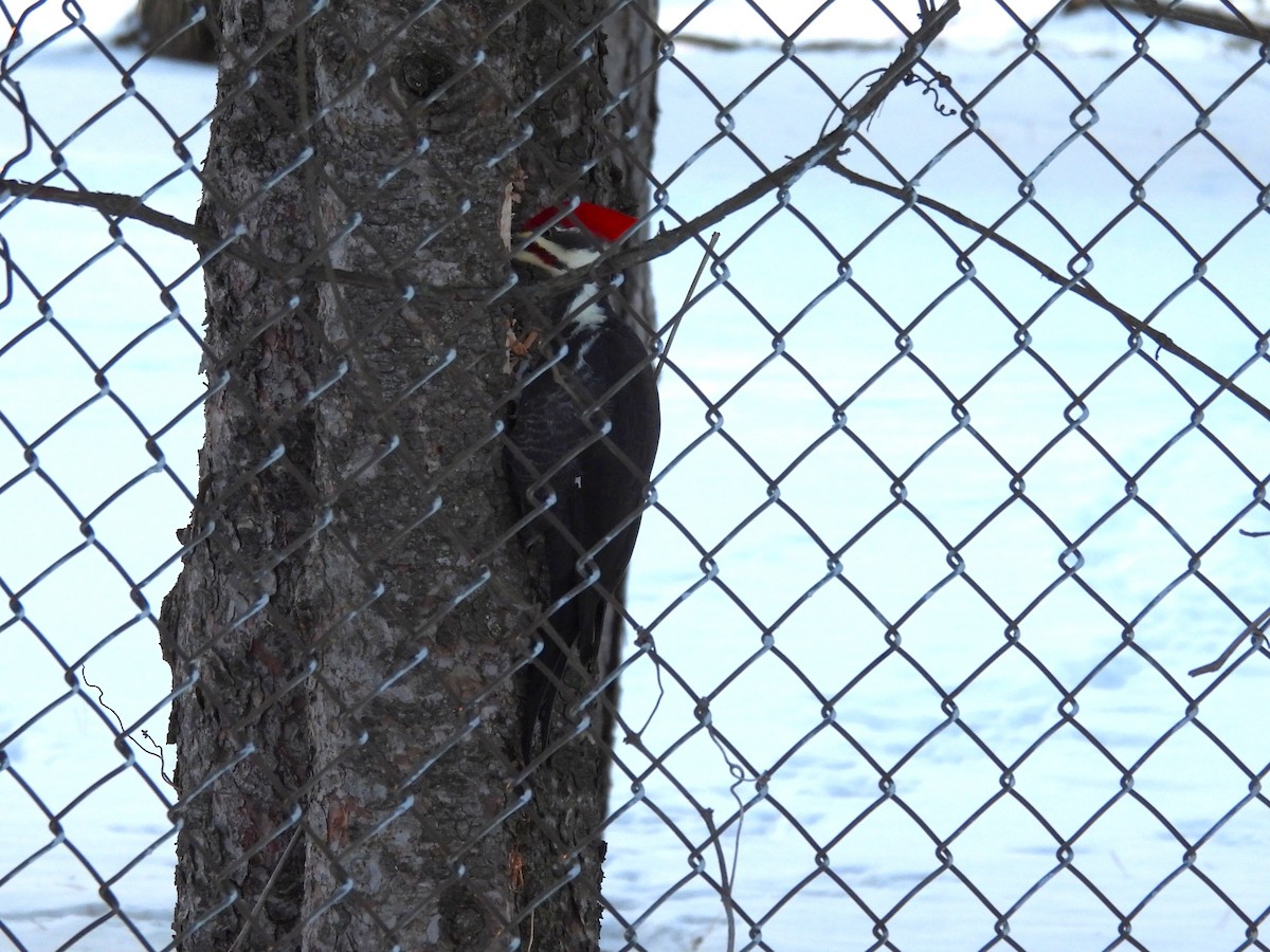 Pileated Woodpecker - ML646951610