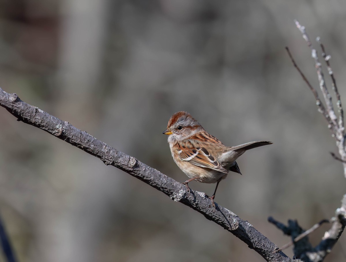 ムナフヒメドリ - ML646951611