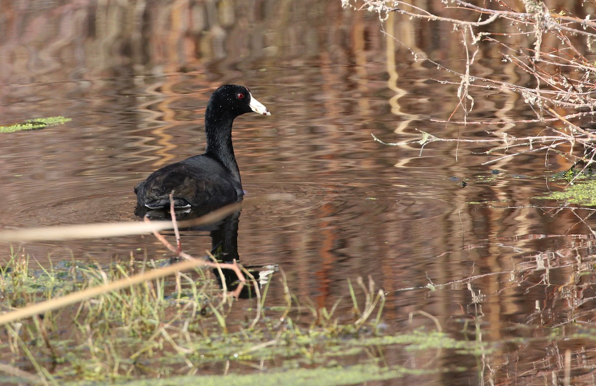 American Coot - ML646951619