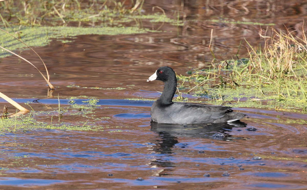 American Coot - ML646951620