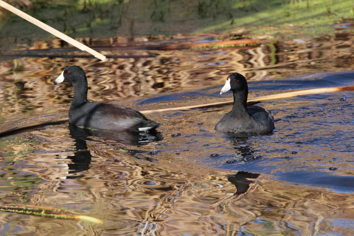 American Coot - ML646951621