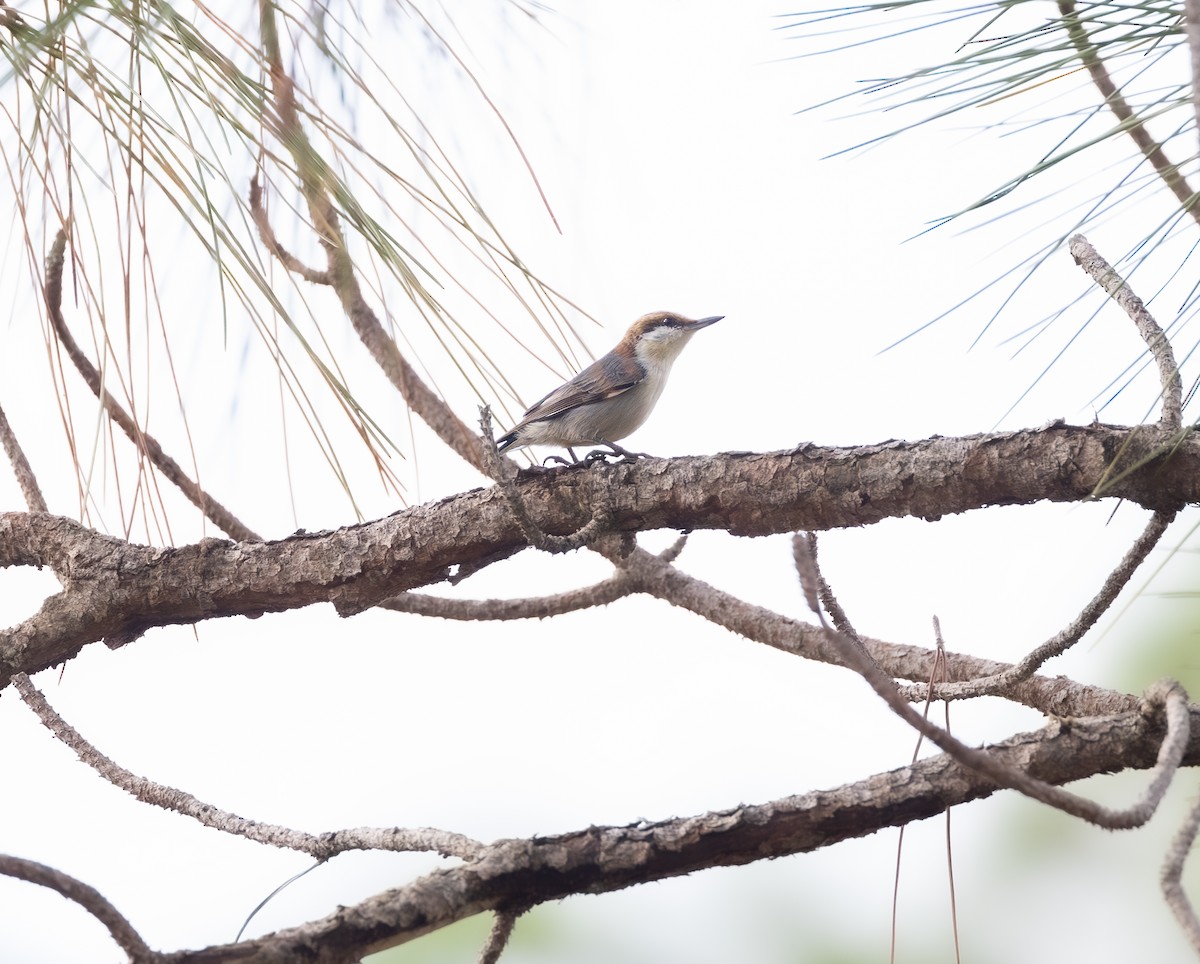 Brown-headed Nuthatch - ML646951622