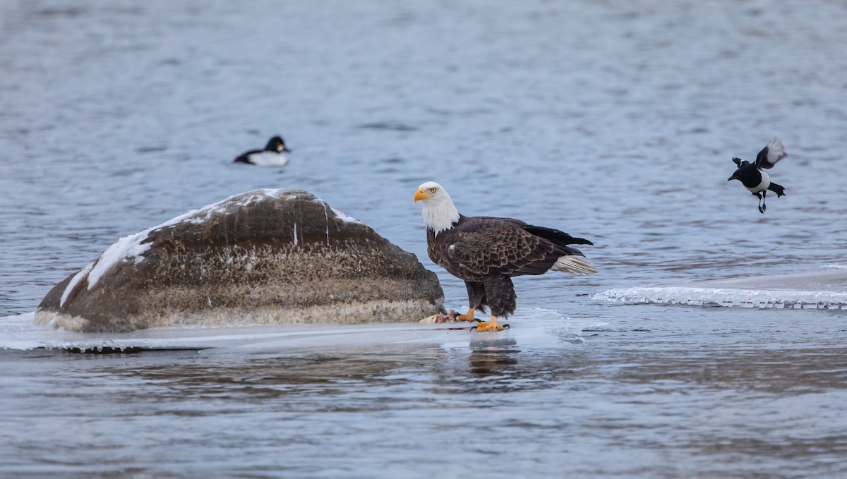 Bald Eagle - ML646951624