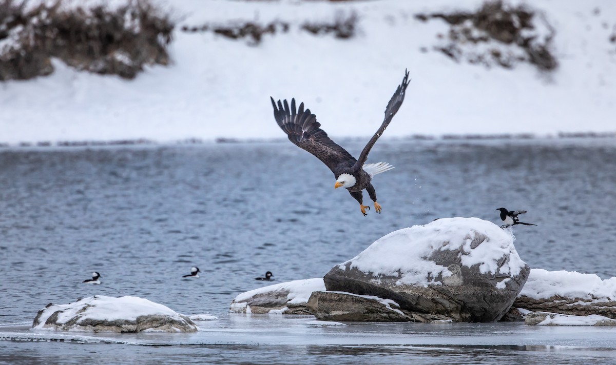 Bald Eagle - ML646951626