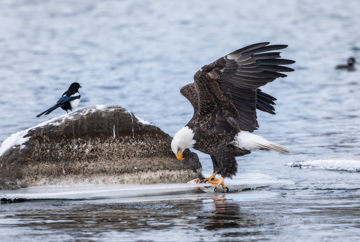 Bald Eagle - ML646951627