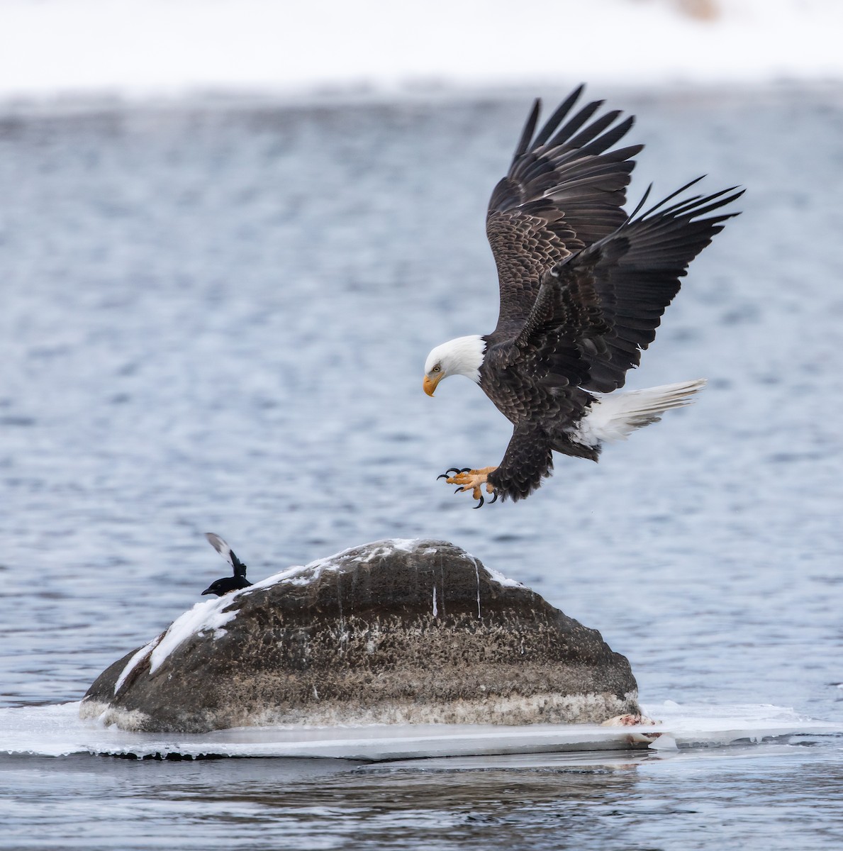 Bald Eagle - ML646951628