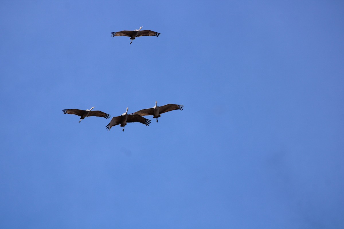 Sandhill Crane - ML646951629
