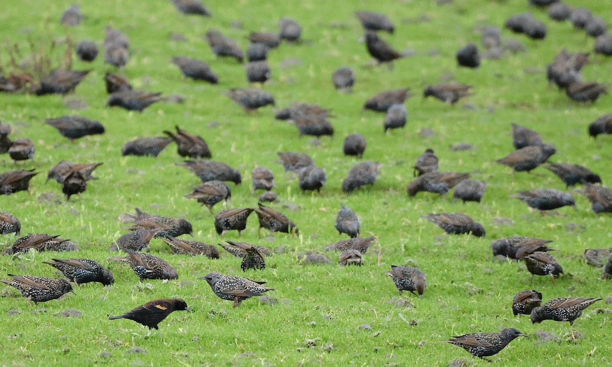 Red-winged Blackbird - ML646951630
