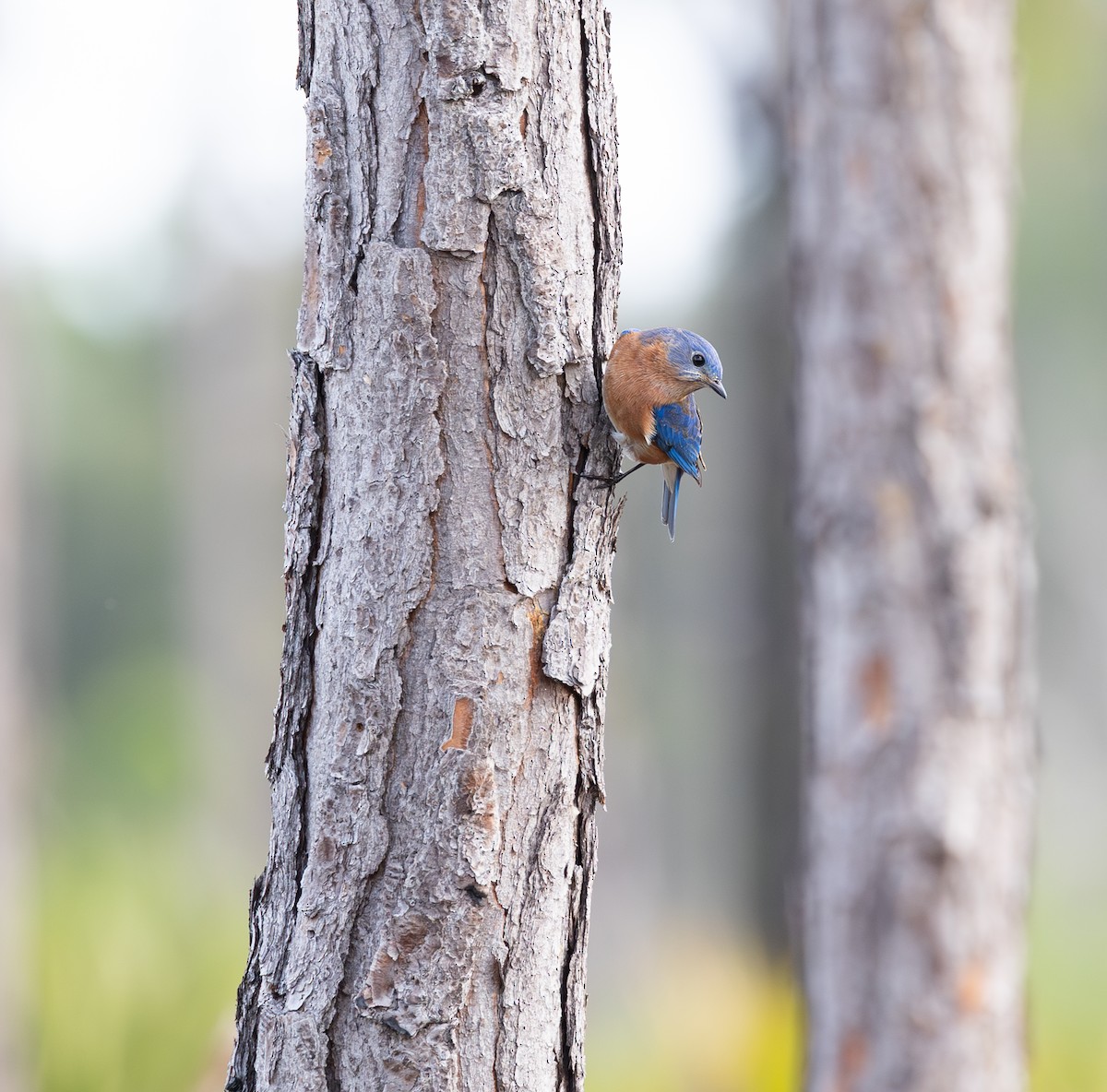 salašník modrý - ML646951631