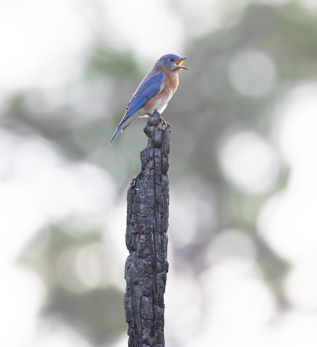 salašník modrý - ML646951632