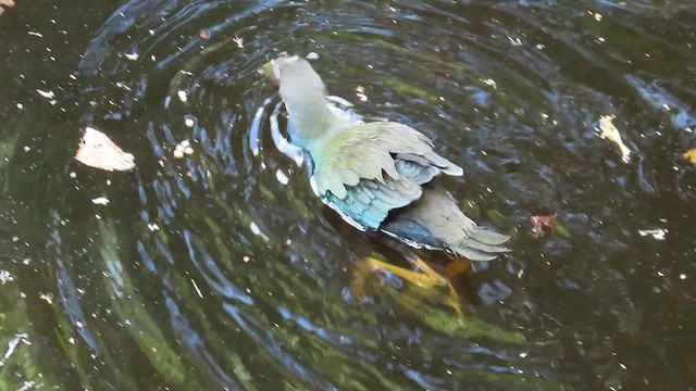 Purple Gallinule - ML646951633