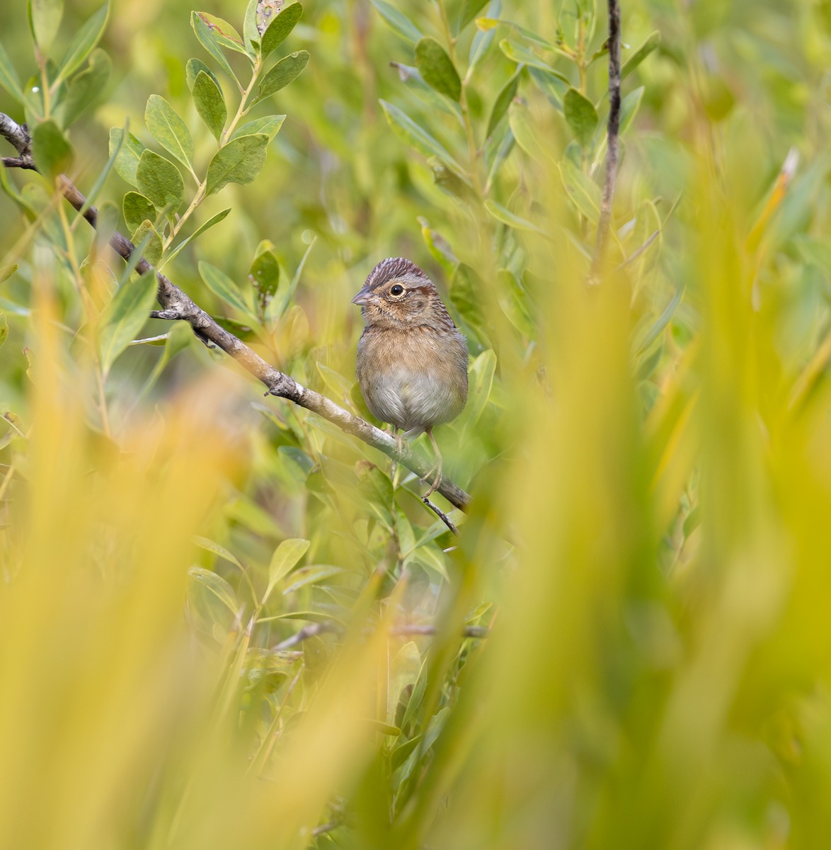 Bachman's Sparrow - ML646951634