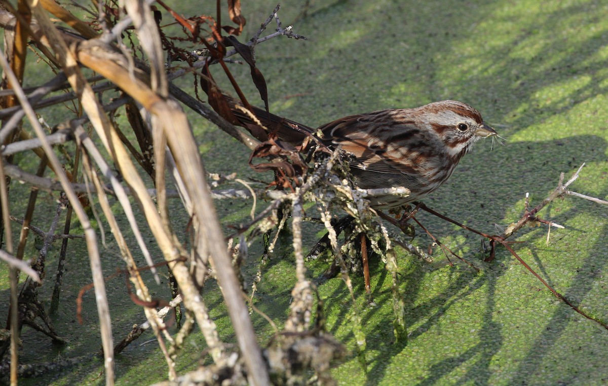 strnadec zpěvný - ML646951636