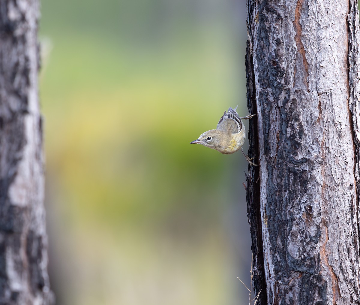 lesňáček borovicový - ML646951639