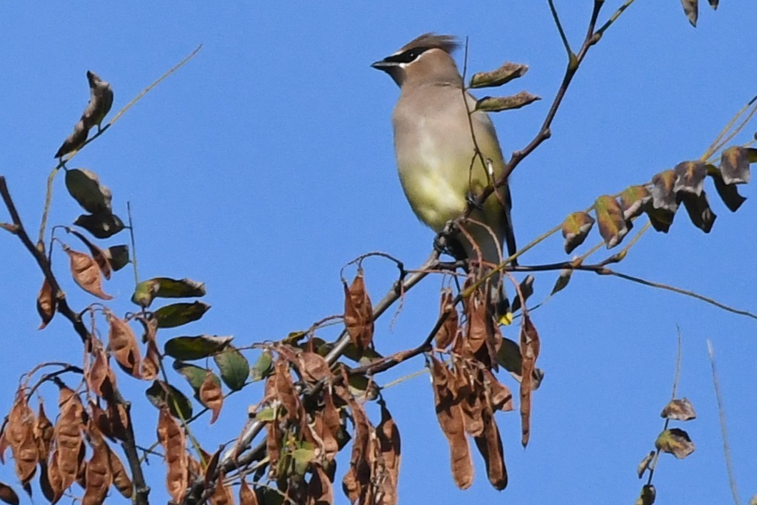 brkoslav americký - ML646951640