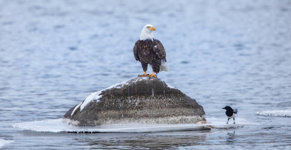 Bald Eagle - ML646951642