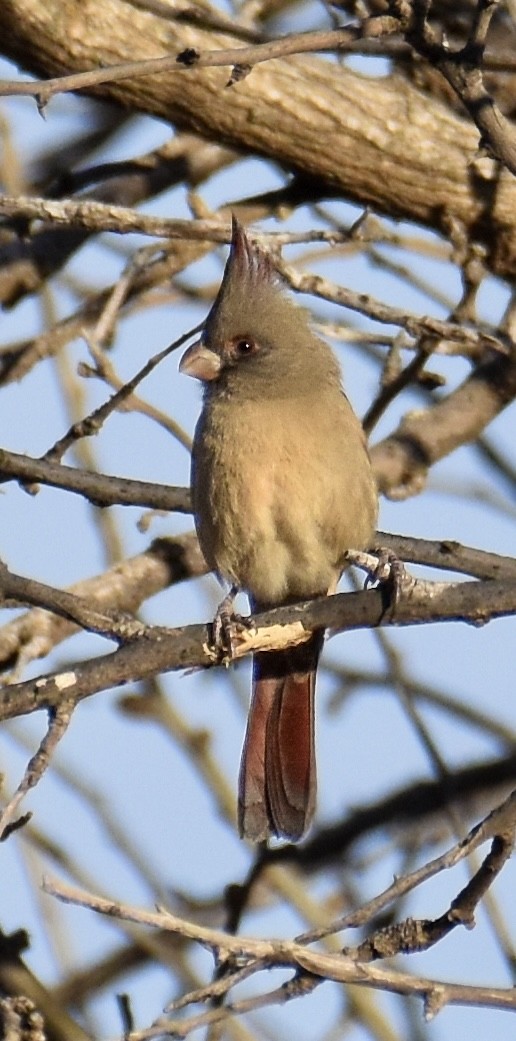 Pyrrhuloxia - ML646951643