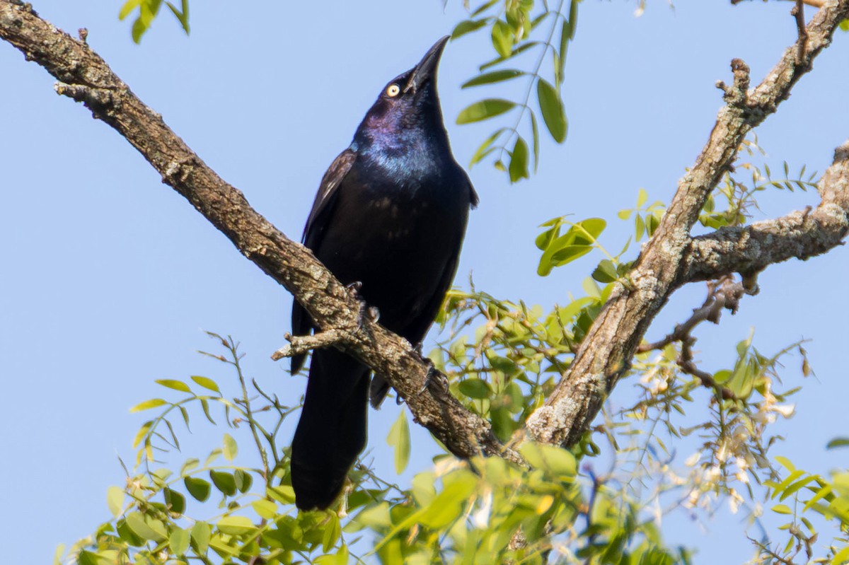 vlhovec lesklý - ML646951644