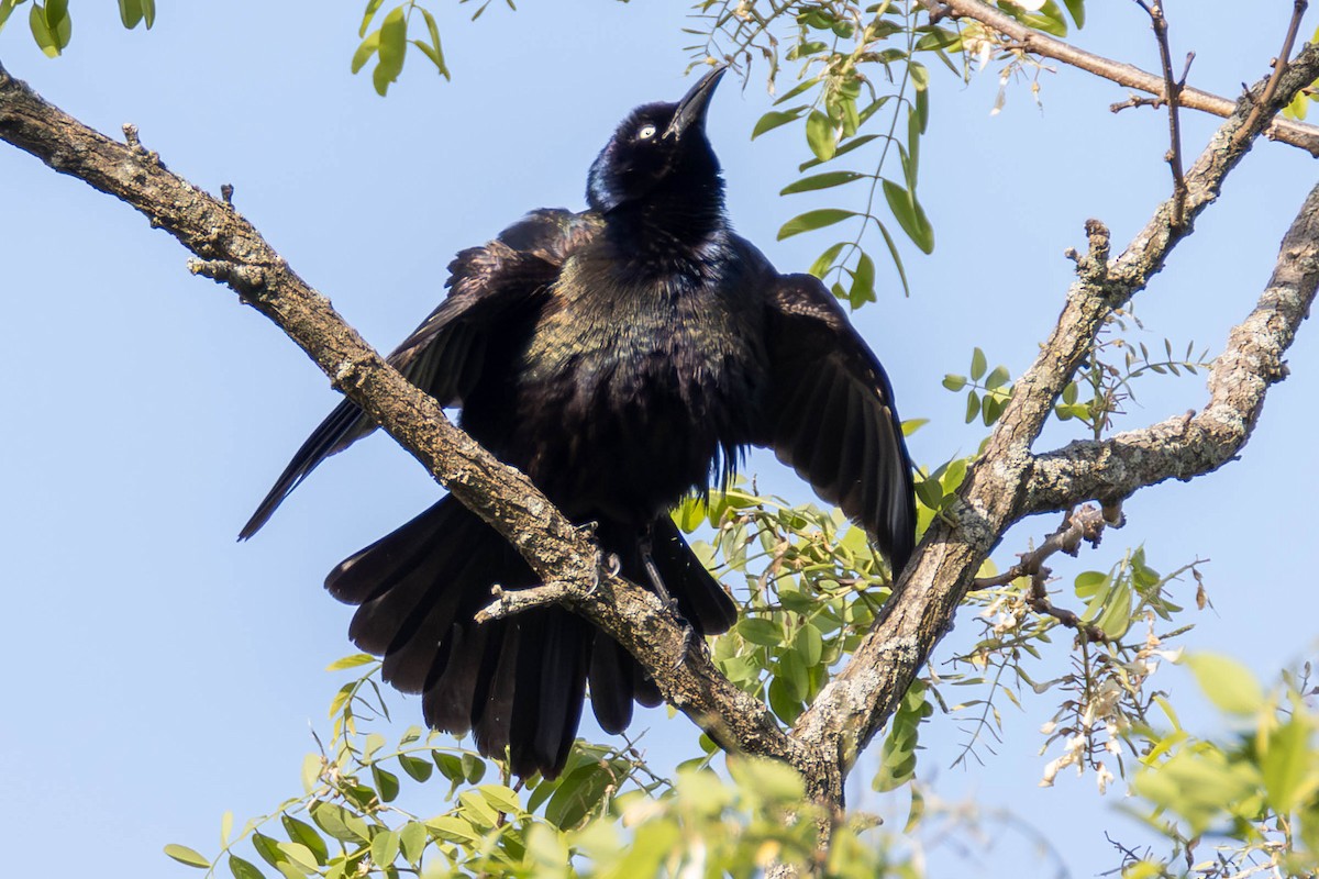 vlhovec lesklý - ML646951645