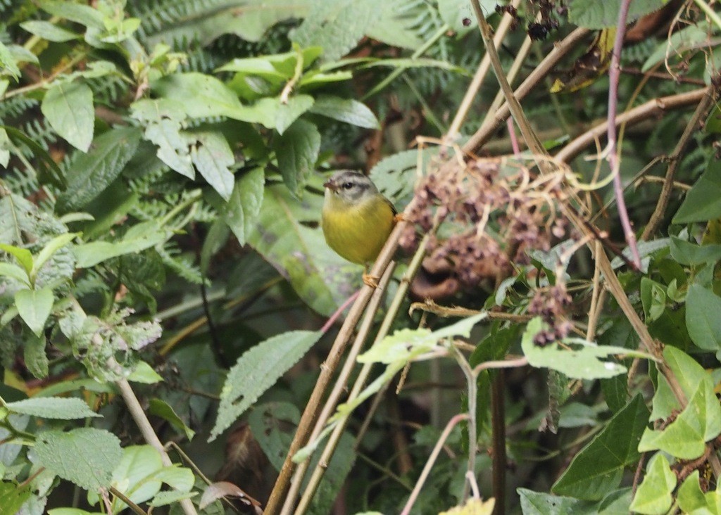 Three-banded Warbler - ML646951646