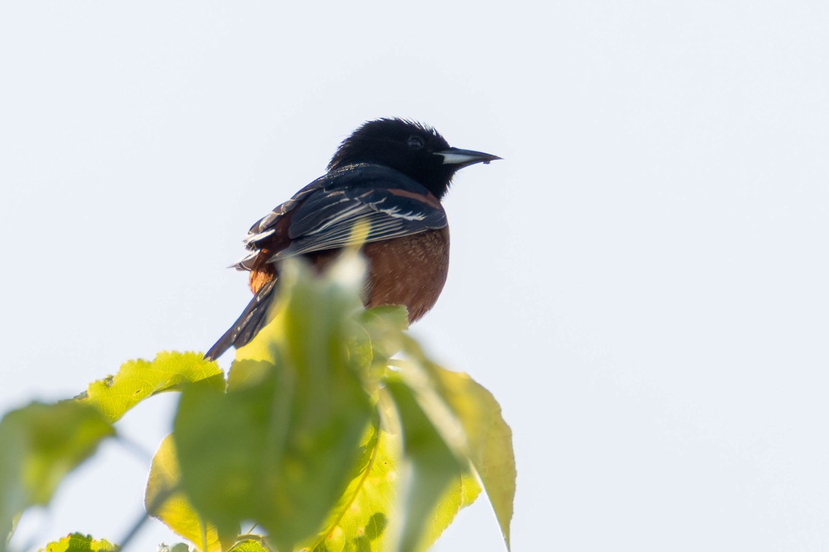 Orchard Oriole - ML646951647