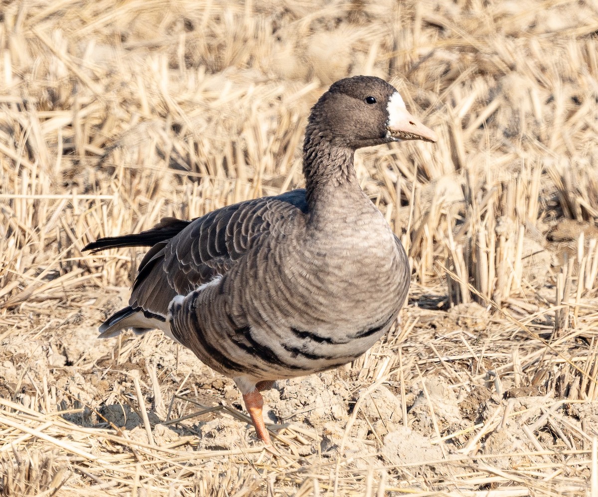 husa běločelá - ML646951648