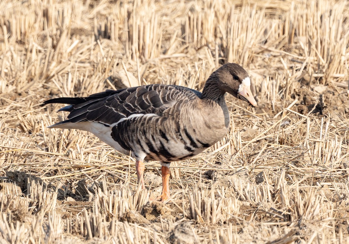 husa běločelá - ML646951649