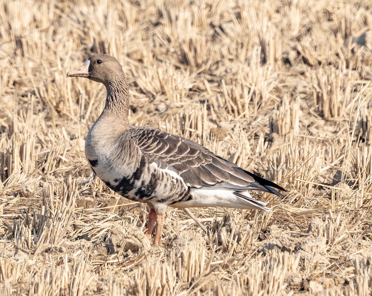 husa běločelá - ML646951650