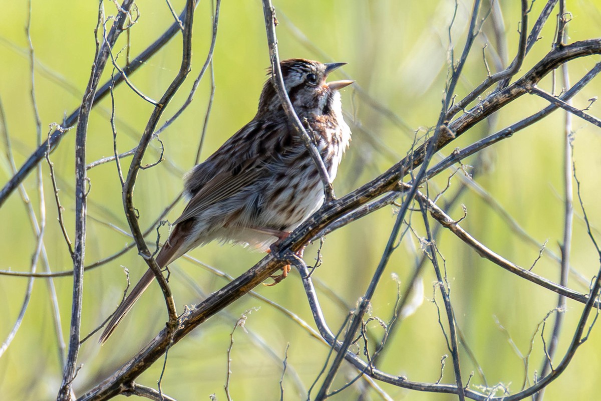 strnadec zpěvný - ML646951651